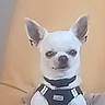 dog, white_dog, small_dog, pet, chihuahua, harness, ears, animal, domestic_animal, sitting, portrait, indoor, beige_background, cute, furry, canine, companion, blurry, soft_focus, closeup