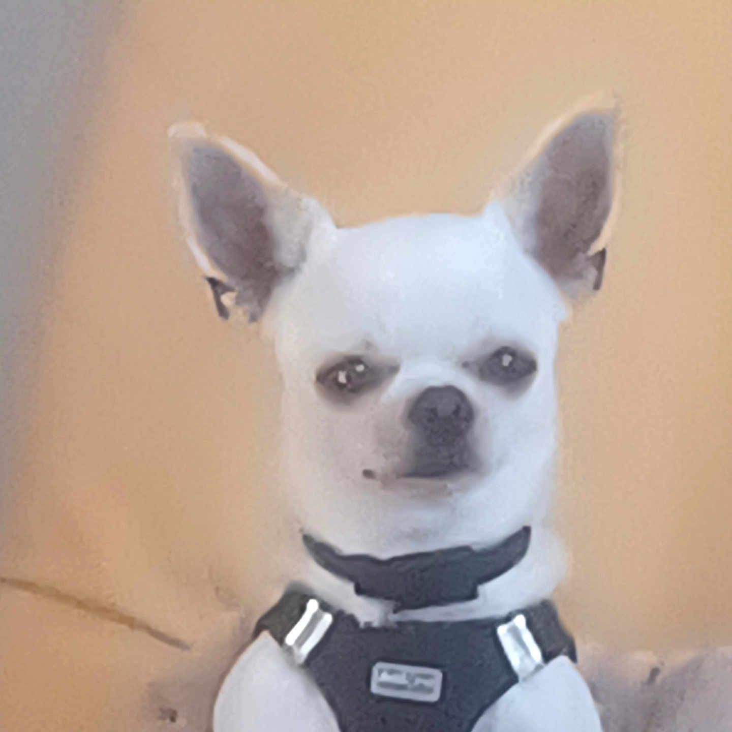 Oscar
