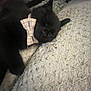 William is registered to the contest to win money with this photo: adorable, animal, black_fur, blanket, bow_tie, close_up, companion, cozy, cute, dog, fur, indoor, peaceful, pet, puppy, relaxing, resting, sleeping, soft, texture