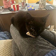 William is registered to the contest to win money with this photo: black_cat, can, casual, cloth, cozy, cup, curious, domestic, furniture, home, indoor, jeans, kitten, legs, person, pet, relaxed, snack_pack, sofa, table