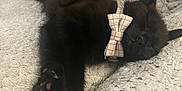 William is registered to the contest to win money with this photo: animal, black_cat, blanket, bow_tie, comfort, cozy, cute, feline, human_arm, indoor, kitten, nap, paw, pet, relaxed, resting, sleeping, soft, texture, tissue