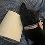 William joined the competition — help win amazing prizes! animal, bed, black_cat, blanket, blue_blanket, collar, cozy, cute, domestic_animal, feline, fur, indoor, kitten, nap, pet, resting, sleeping, soft, toilet_paper, whiskers