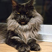 Thorin participe au concours pour gagner de l'argent avec cette photo : animal, cat, close_up, domestic_cat, feline, fluffy, fur, grumpy, indoor, long_hair, mane, muzzle, paws, pet, portrait, relaxed, sitting, whiskers, wooden_floor, yellow_eyes