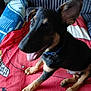Dash is registered to the contest to win money with this photo: dog, puppy, black_and_tan, collar, indoor, blanket, couch, pet, animal, tongue_out, ears, sitting, cute, happy, young_dog, fur, looking_up, domestic_animal, playful, smiling