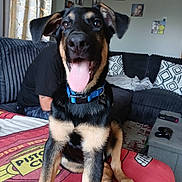 Dash joined the competition — help win amazing prizes! dog, canine, pet, tongue_out, blue_collar, sitting, blanket, couch, pillow, living_room, person, photograph, wall_art, home_interior, carpet, remote_control, game_controller, happy, black_and_tan, ears