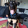 dog, canine, pet, tongue_out, blue_collar, sitting, blanket, couch, pillow, living_room, person, photograph, wall_art, home_interior, carpet, remote_control, game_controller, happy, black_and_tan, ears