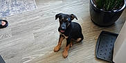 Dash is registered to the contest to win money with this photo: puppy, dog, floor, plant, pot, shoe_rack, shoes, wooden_floor, indoor, footwear, person, sandal, home, cozy, pet, young_dog, curious, black_and_tan, sitting, room
