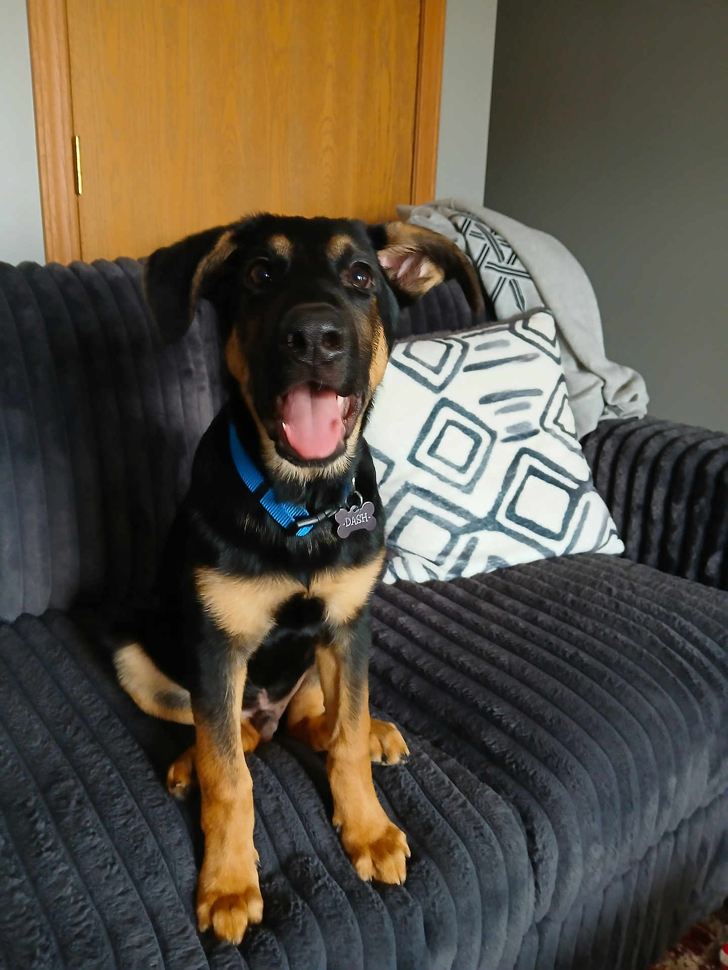 Dash is registered to the contest to win money with this photo: dog, puppy, couch, indoor, pet, black_and_tan, collar, blue_collar, sitting, happy, tongue_out, furniture, blanket, pillow, home, cute, animal, companion, young_dog, living_room