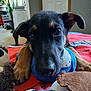 Dash is registered to the contest to win money with this photo: puppy, dog, close_up, toy, plush_toy, blanket, indoor, pet, cute, animal, fur, ears, nose, paw, looking, face, soft, home, carpet, resting