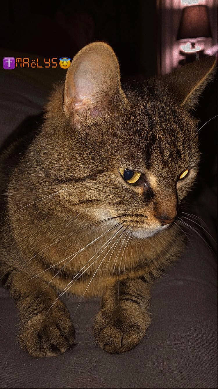 Nina a rejoint le concours — aidez-le/la à gagner de superbes lots ! carnivore, cat, darkness, domestic_short_haired_cat, felidae, fur, organism, paw, photo_caption, small_to_medium_sized_cats, snout, tail, terrestrial_animal, whiskers, wildlife, window