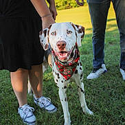 Delilah is registered to the contest to win money with this photo: adult, animal, canine, clothing, dalmatian, dog, footwear, grass, lawn, male, man, nature, pants, person, pet, plant, puppy, runningshoe, shoe, sneaker