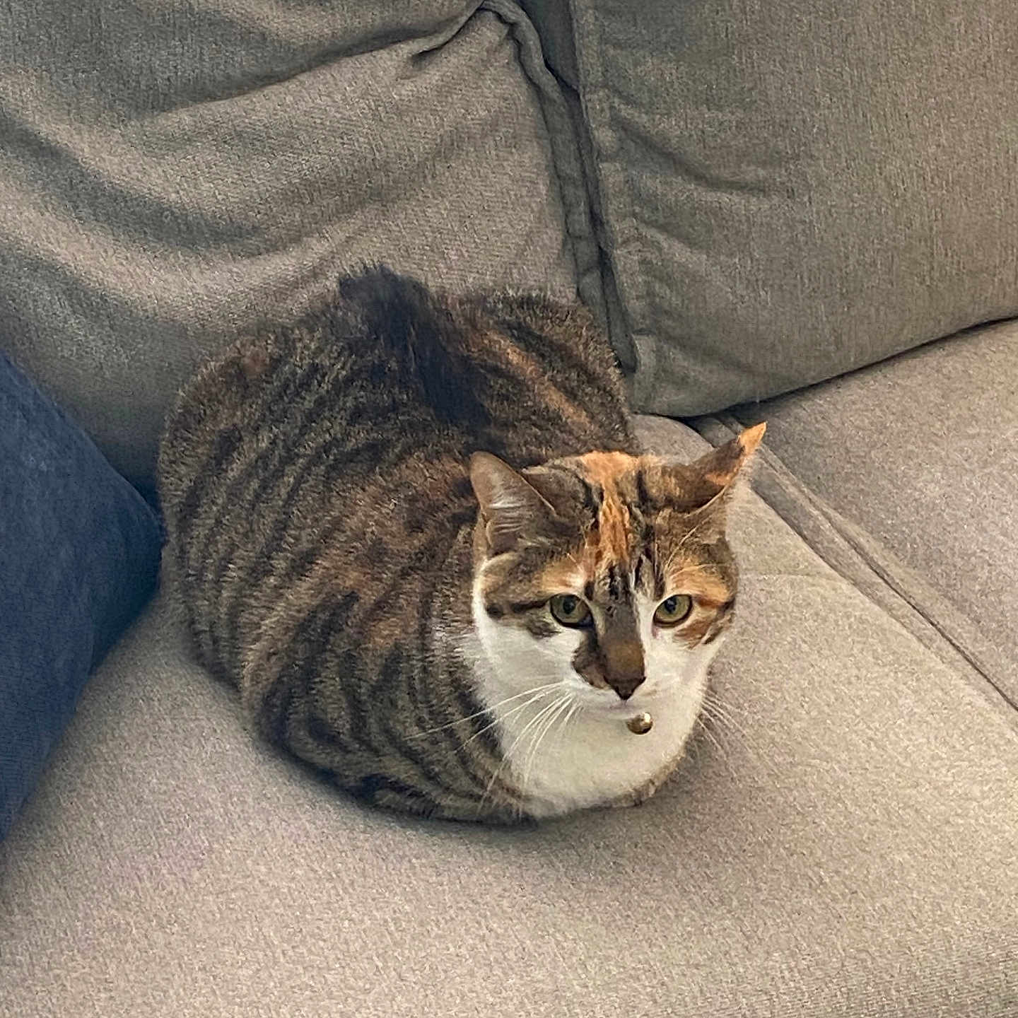 Vote Hazelnut from Colebrook in Cutest Cat Contest - Win Prizes
