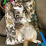 Hazelnut is registered to the contest to win money with this photo: cat, tabby_cat, white_cat, pet, animal, couch, sofa, pillow, floral_pattern, indoor, living_room, relaxed, lying_down, belly_up, paws, tail, toy, tablet_case, basket, cozy