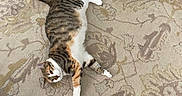 Hazelnut is registered to the contest to win money with this photo: cat, calico_cat, pet, animal, feline, lying_down, sprawled, indoors, rug, patterned_rug, hardwood_floor, white_paws, striped_fur, orange_fur, tabby_markings, green_eyes, whiskers, looking_at_camera, relaxed, home