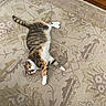cat, calico_cat, pet, animal, feline, lying_down, sprawled, indoors, rug, patterned_rug, hardwood_floor, white_paws, striped_fur, orange_fur, tabby_markings, green_eyes, whiskers, looking_at_camera, relaxed, home