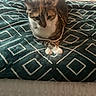 Hazelnut is registered to the contest to win money with this photo: cat, calico_cat, pet, animal, feline, pearl_necklace, collar, bed, bedspread, blanket, bedroom, indoor, portrait, sitting, crossed_paws, white_fur, brown_fur, black_fur, geometric_pattern, cute