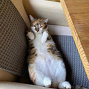 Hazelnut joined the competition — help win amazing prizes! cat, calico_cat, pet, animal, feline, lying_down, belly_up, paws, whiskers, ears, fur, white_fur, orange_fur, black_fur, relaxed, funny, indoor, couch, cushions, wooden_table