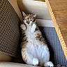 cat, calico_cat, pet, animal, feline, lying_down, belly_up, paws, whiskers, ears, fur, white_fur, orange_fur, black_fur, relaxed, funny, indoor, couch, cushions, wooden_table