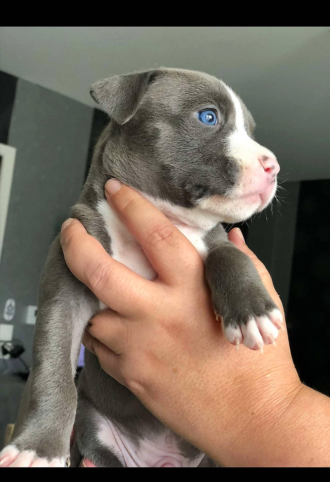 Phalco participe au concours pour gagner de l'argent avec cette photo : canidae, carnivore, comfort, companion_dog, dog, dog_breed, fawn, fur, gesture, grey, nail, non_sporting_group, paw, snout, sporting_group, terrestrial_animal, thumb, whiskers, working_animal