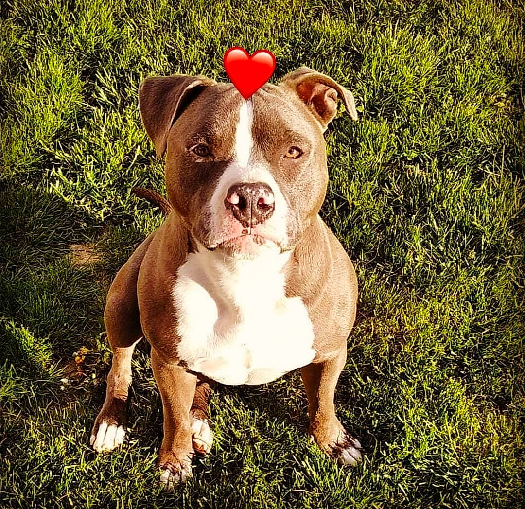 Phalco a rejoint le concours — aidez-le/la à gagner de superbes lots ! ancient_dog_breeds, art, canidae, carnivore, companion_dog, dog, dog_breed, fawn, grass, liver, molosser, non_sporting_group, plant, snout, sporting_group, terrestrial_animal, whiskers, working_animal, working_dog