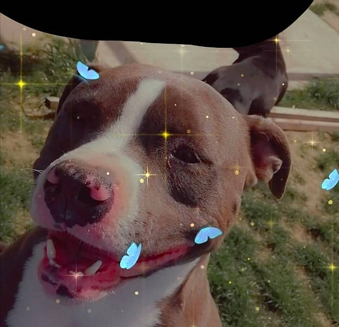 Phalco participe au concours pour gagner de l'argent avec cette photo : canidae, carnivore, collar, companion_dog, dairy_cow, dog, dog_breed, dog_collar, ear, fawn, grass, jaw, metal, personal_protective_equipment, plant, selfie, snout, sporting_group, whiskers, working_animal