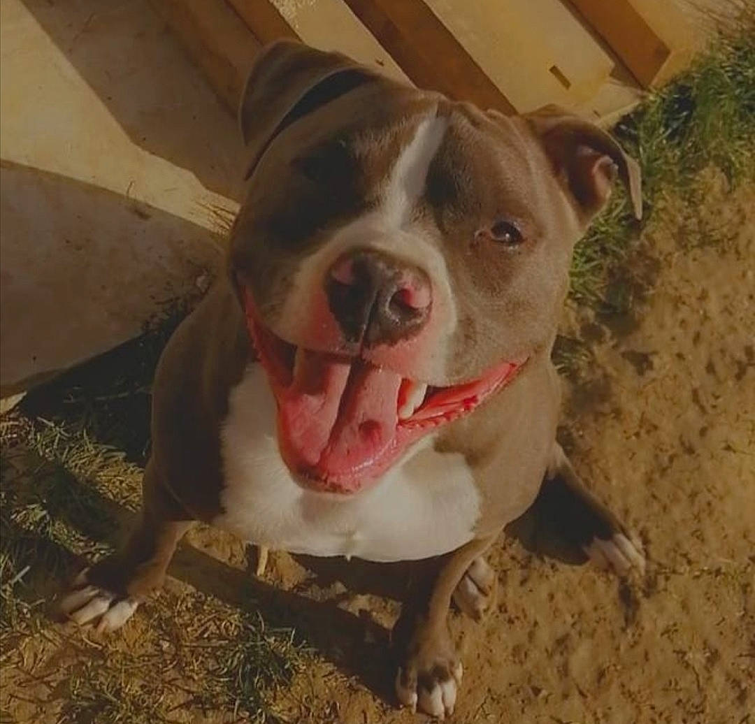 Phalco a rejoint le concours — aidez-le/la à gagner de superbes lots ! canidae, carnivore, collar, companion_dog, dog, dog_breed, eye, fang, fawn, flesh, mammal, metal, non_sporting_group, paw, pet_supply, sporting_group, terrestrial_animal, vertebrate, whiskers, working_animal