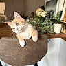 Jack a rejoint le concours — aidez-le/la à gagner de superbes lots ! bouquet, cat, chair, cozy, curious, curious_look, domestic, flowers, furniture, greenery, home, indoor, kitten, orange_and_white, paws, pet, plant, tilted_head, whiskers, wooden_table