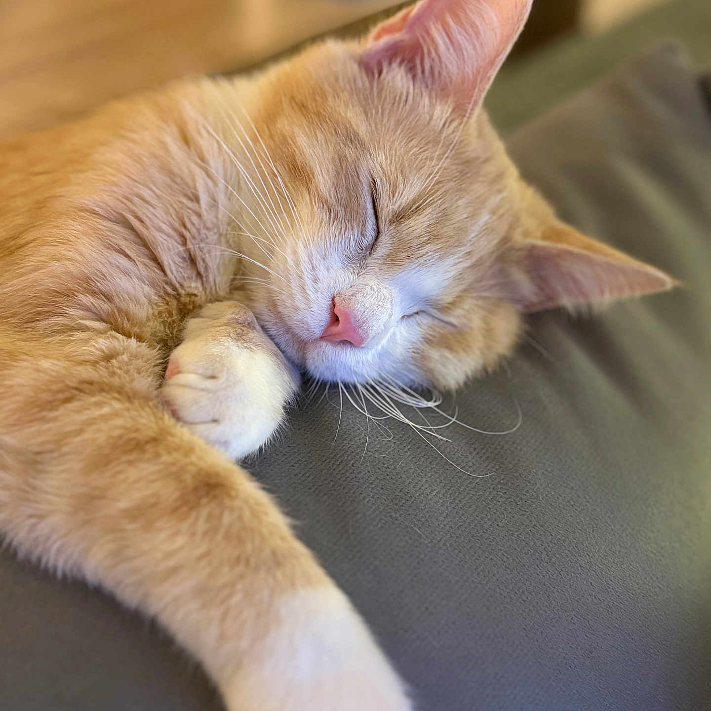 Jack a rejoint le concours — aidez-le/la à gagner de superbes lots ! animal, cat, closeup, cozy, cute, domestic_cat, feline, indoor, mammal, nap, orange_cat, peaceful, pet, portrait, relaxation, resting, sleeping, soft_fur, whiskers, white_paw