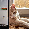 Jack a rejoint le concours — aidez-le/la à gagner de superbes lots ! cat, computer_screen, cozy, curious, daylight, domestic, ears, feline, home, indoor, laptop, nose, pet, relaxing, rustic, stretching, technology, whiskers, window, woven_surface