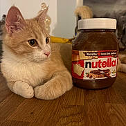 Jack participe au concours pour gagner de l'argent avec cette photo : animal, brown, cat, closeup, curious, domestic_animal, ears, eyes, feline, food_container, fur, ginger_cat, indoor, nutella_jar, pet, table, whiskers, white, white_cat, wooden_surface