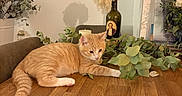 Jack participe au concours pour gagner de l'argent avec cette photo : animal, bottle, cat, cozy, cute, decor, domestic, feather, feline, green_leaves, indoor, leafy, orange_tabby, pet, plant, relaxed, resting, still_life, tabletop, wooden_table