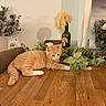 animal, bottle, cat, cozy, cute, decor, domestic, feather, feline, green_leaves, indoor, leafy, orange_tabby, pet, plant, relaxed, resting, still_life, tabletop, wooden_table