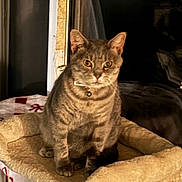 Yara is registered to the contest to win money with this photo: animal, bed, bell, cat, collar, cozy, cute, domestic_cat, feline, fur, furry, household, indoor, orange_eyes, pet, portrait, resting, sitting, tabby, whiskers