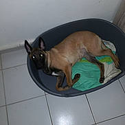 Pyper participe au concours pour gagner de l'argent avec cette photo : burmese, canidae, carnivore, cat, dog_breed, fawn, felidae, korat, siamese, small_to_medium_sized_cats, tail, thai, tonkinese