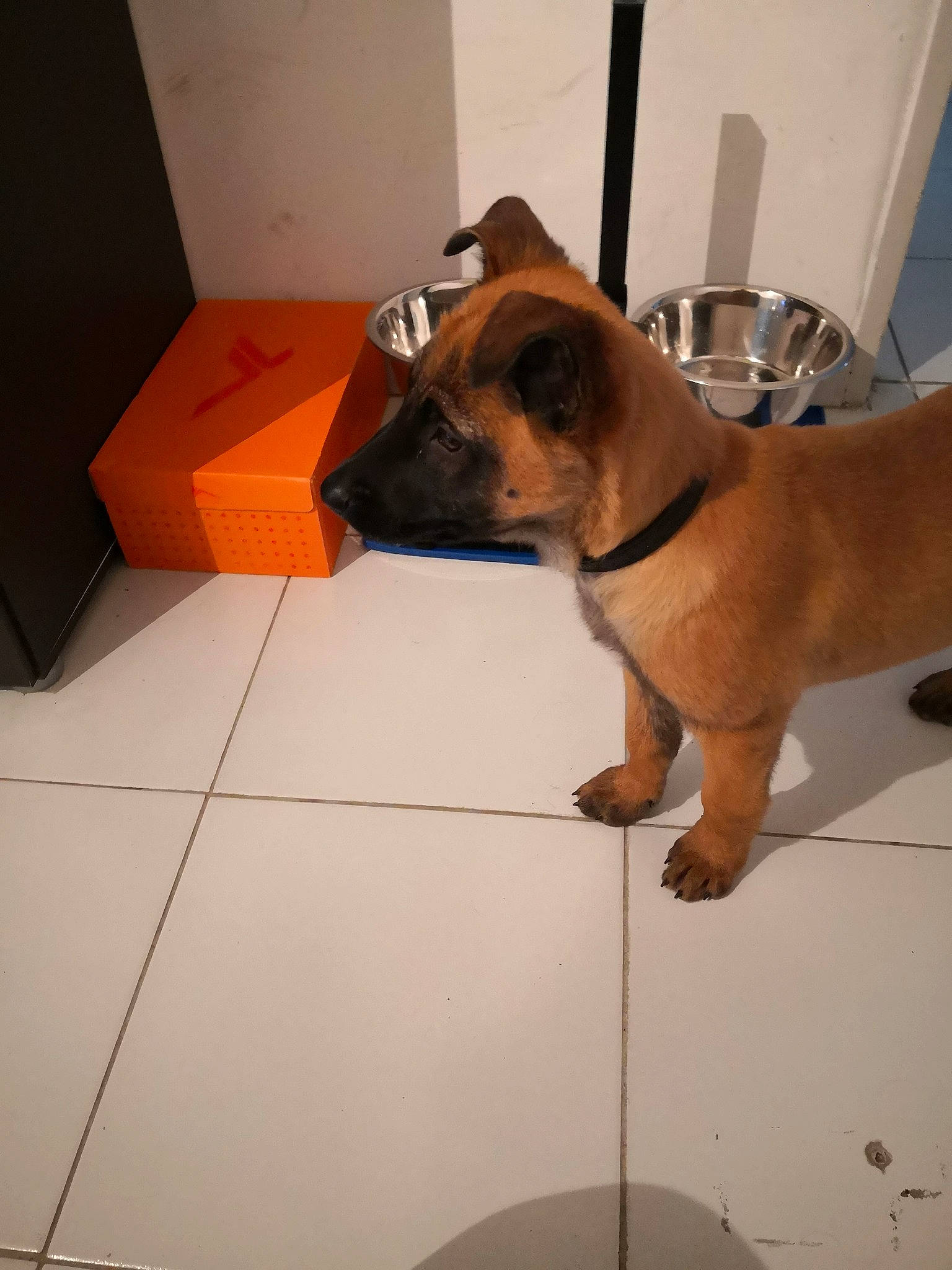 Pyper participe au concours pour gagner de l'argent avec cette photo : black_mouth_cur, boerboel, bullmastiff, canidae, carnivore, companion_dog, dog, dog_breed, fawn, mammal, puggle, puppy, rare_breed_dog, rhodesian_ridgeback, sporting_group, vertebrate