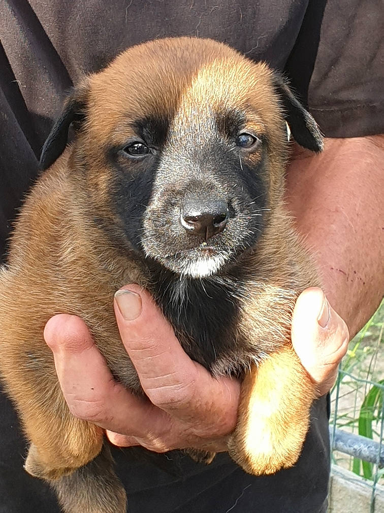 Pyper a rejoint le concours — aidez-le/la à gagner de superbes lots ! belgian_shepherd_malinois, canidae, carnivore, dog, dog_breed, fawn, german_shepherd_dog, mammal, potcake_dog, puppy, snout, street_dog, vertebrate