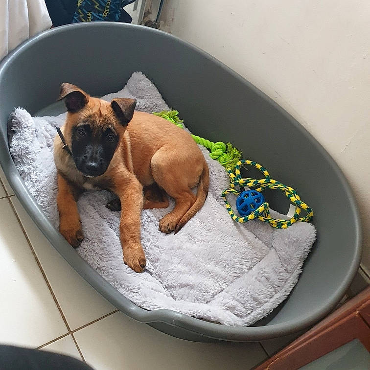 Pyper a rejoint le concours — aidez-le/la à gagner de superbes lots ! black_mouth_cur, boxer, canidae, carnivore, companion_dog, dog, dog_bed, dog_breed, fawn, non_sporting_group