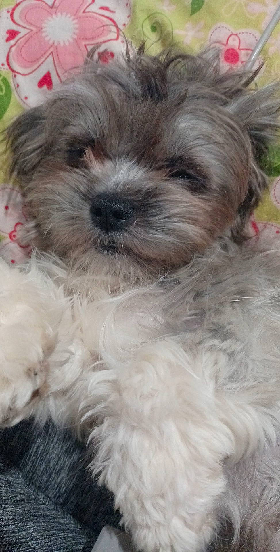 Salem is registered to the contest to win money with this photo: biewer_terrier, canidae, carnivore, companion_dog, dog, dog_breed, dog_collar, fur, liver, maltepoo, non_sporting_group, shih_poo, shih_tzu, small_terrier, snout, sporting_group, terrestrial_animal, terrier, toy_dog, working_animal