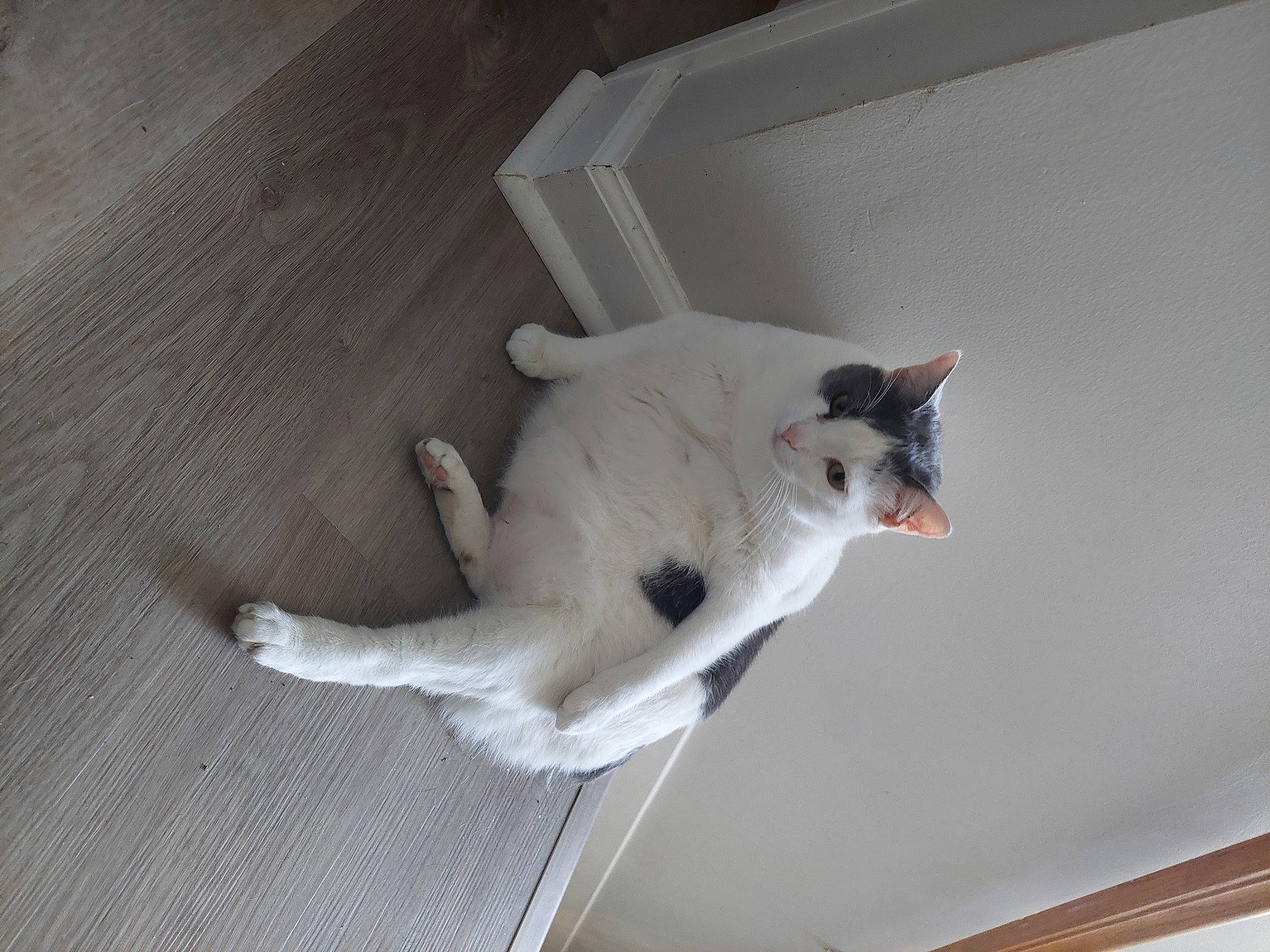 Tim Tam joined the competition — help win amazing prizes! carnivore, cat, domestic_short_haired_cat, felidae, flooring, fur, hardwood, paw, plaster, room, small_to_medium_sized_cats, tail, whiskers, wood