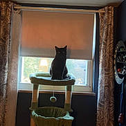 Fawkes is registered to the contest to win money with this photo: animal, black_cat, blind, cat, cat_tree, cozy, curtains, daylight, domestic, feline, furniture, green, home, indoor, pet, resting, room, sitting, sunlight, window