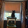 animal, black_cat, blind, cat, cat_tree, cozy, curtains, daylight, domestic, feline, furniture, green, home, indoor, pet, resting, room, sitting, sunlight, window