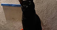Fawkes is registered to the contest to win money with this photo: alone, animal, black_cat, cat, concrete_floor, dark, ears, eyes, feline, indoor, mysterious, night, orange_bucket, pet, quiet, shadow, sitting, texture, wall, whiskers