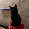 Fawkes is registered to the contest to win money with this photo: black_cat, cat, orange_bucket, wall, shadow, night, animal, pet, sitting, indoor, texture, dark, eyes, ears, whiskers, concrete_floor, quiet, alone, mysterious, feline