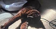 Fawkes joined the competition — help win amazing prizes! cat, black_cat, stretching, carpet, sunlight, shadow, indoor, pet_bed, furniture, cozy, relaxed, claws, animal, mammal, whiskers, home, resting, sleepy, paw, sunbeam