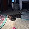 Fawkes is registered to the contest to win money with this photo: animal, black_cat, carpet, cat, cozy, domestic, fan, floor, furniture, green_eyes, home, indoor, pet, playful, relaxed, resting, rug, scratching_post, sunlight, toy