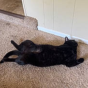 Fawkes is registered to the contest to win money with this photo: black_cat, cat, pet, carpet, indoor, floor, relaxed, lying_down, feline, animal, domestic_animal, fur, whiskers, ears, tail, home, cozy, resting, wall, corner