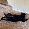 Fawkes is registered to the contest to win money with this photo: animal, black_cat, carpet, cat, corner, cozy, domestic_animal, ears, feline, floor, fur, home, indoor, lying_down, pet, relaxed, resting, tail, wall, whiskers