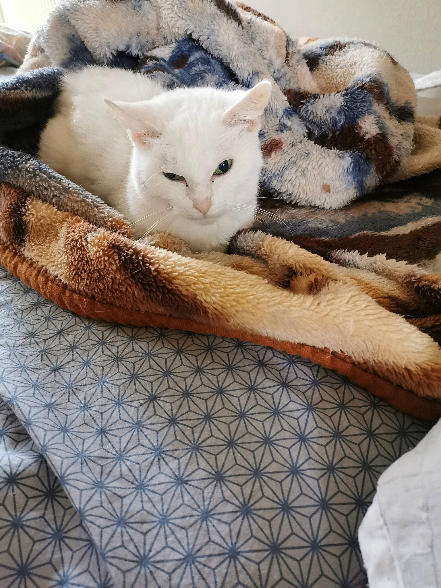 Minouche a rejoint le concours — aidez-le/la à gagner de superbes lots ! asian, blanket, burmilla, carnivore, cat, cat_bed, colorpoint_shorthair, domestic_short_haired_cat, european_shorthair, fawn, felidae, fur, kitten, ojos_azules, quilt, small_to_medium_sized_cats, turkish_van, whiskers