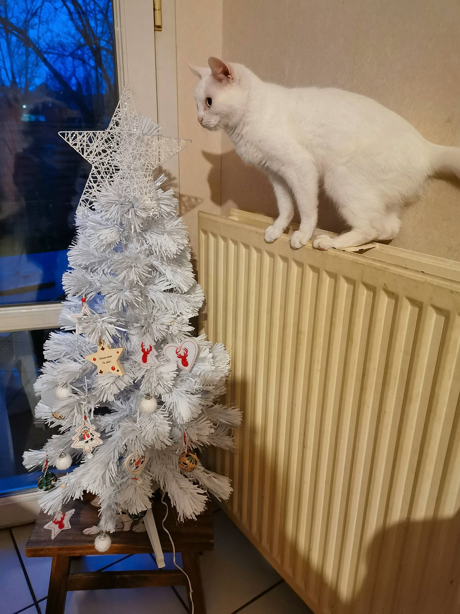Minouche participe au concours pour gagner de l'argent avec cette photo : cat, christmas_decoration, christmas_tree, felidae, fur, interior_design, khao_manee, plant, room, small_to_medium_sized_cats, table, tail, tree, turkish_angora, turkish_van, whiskers, white, wood