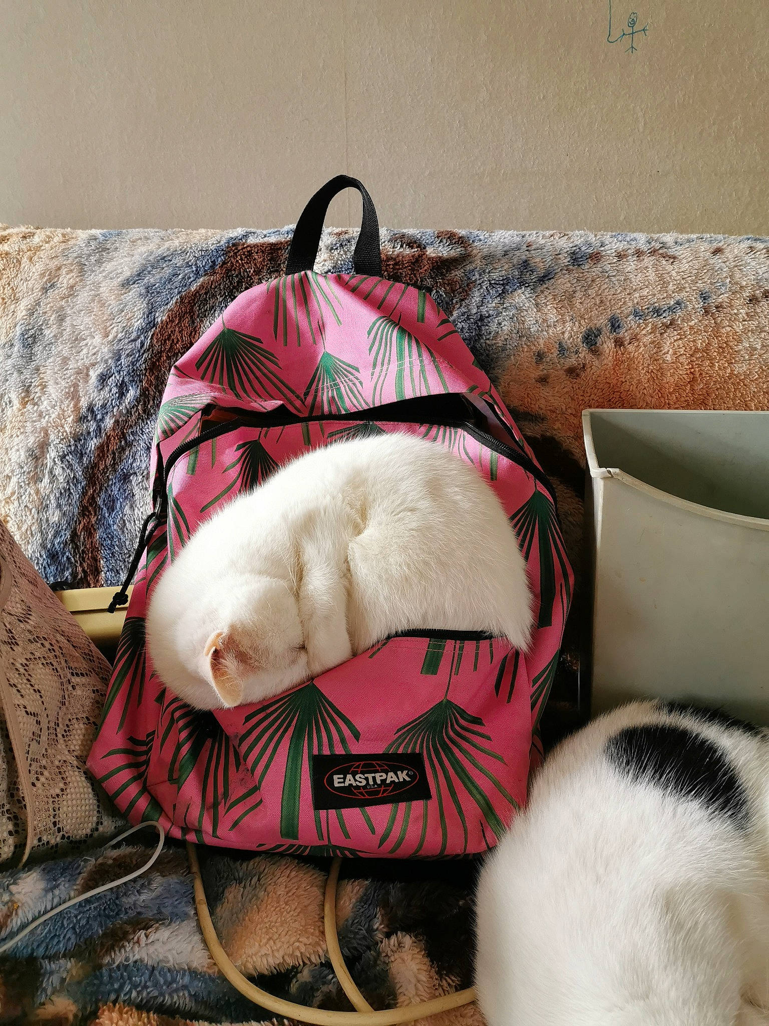 Minouche a rejoint le concours — aidez-le/la à gagner de superbes lots ! bag, bedding, canidae, cat, comfort, fur, furniture, linens, pillow, pink, plush, puppy, room, textile, wool